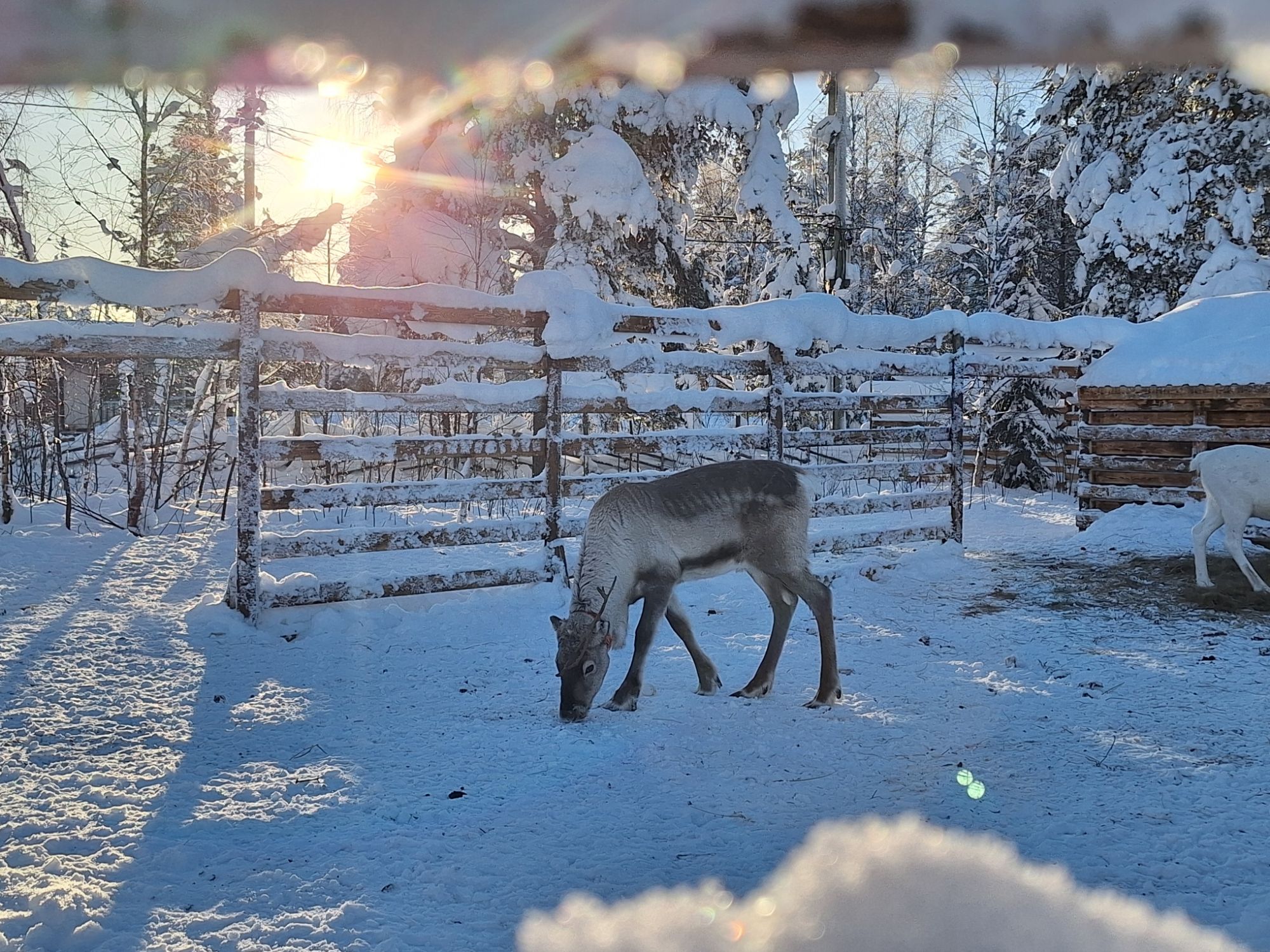 Reindeer Breakfast